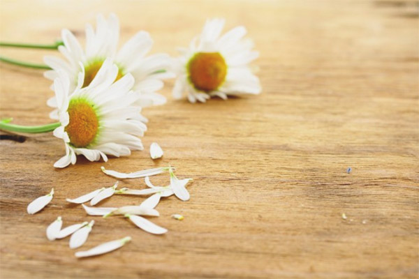 Лечебни свойства и противопоказания на лайка