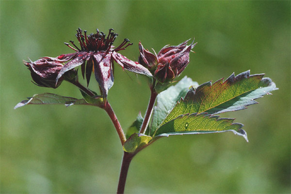 Лечебни свойства и противопоказания sabelnik