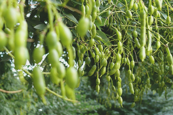 Лечебни свойства и противопоказания на Sophora