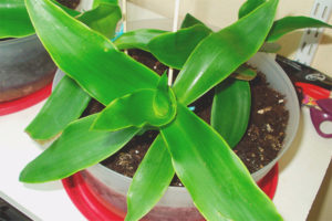  Лечебни свойства и противопоказания на златни мустаци