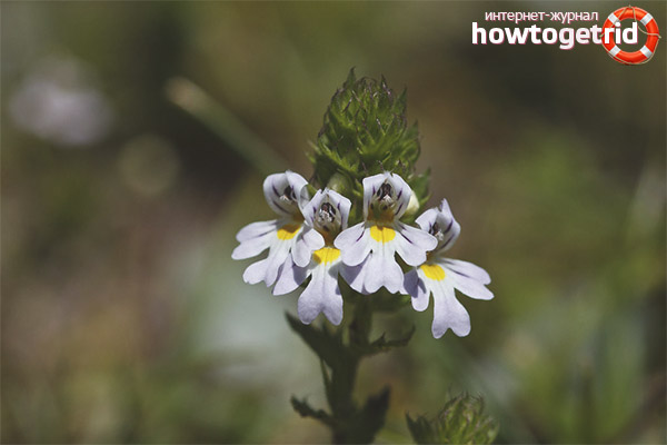 Eyebright в офталмологията