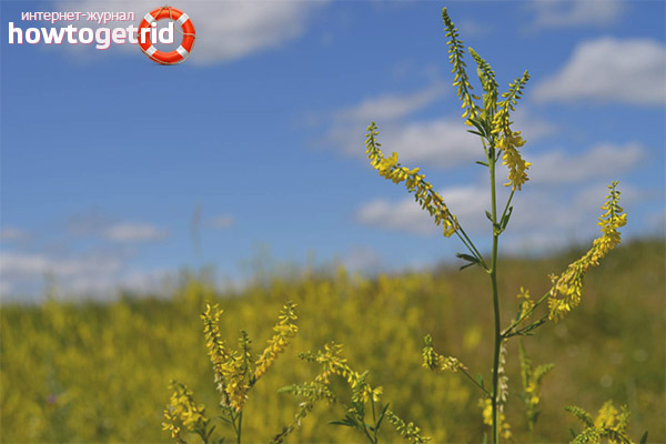 Противопоказания детелина