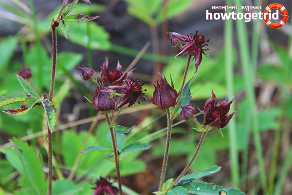 Сабеника от хемороиди