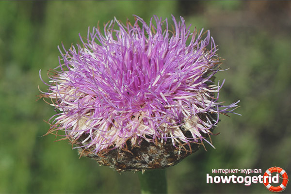 Използването на levzey за козметични цели