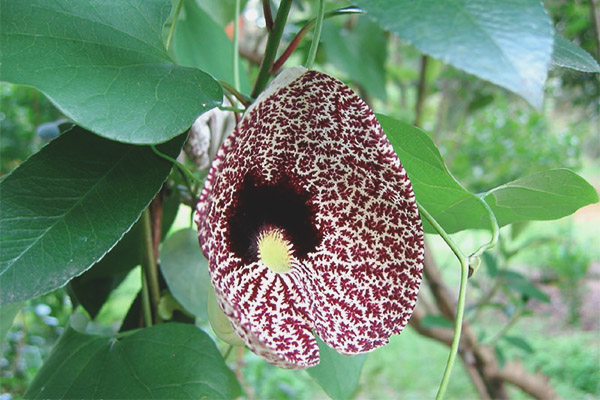 Лечебни свойства и противопоказания на Kirkazon