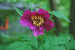  Лечебни свойства и противопоказания на коренния кораб