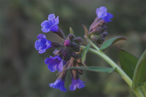  Лечебни свойства и противопоказания