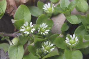  Лечебни свойства и противопоказания на дървесни въшки