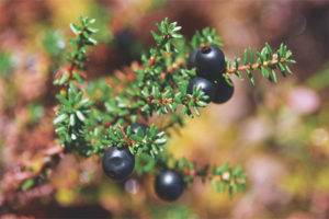  Лечебни свойства и противопоказания на shiksha