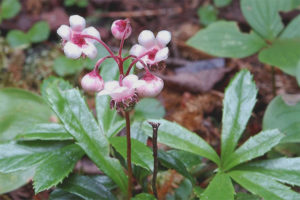  Лечебни свойства и противопоказания