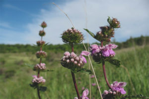  Лечебни свойства и противопоказания на zopnik