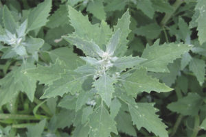  Полезни свойства и противопоказания на quinoa