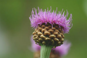  Полезни свойства и противопоказания levzei
