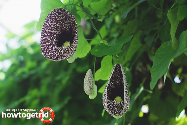 Използването на Кирзакон в алтернативната медицина