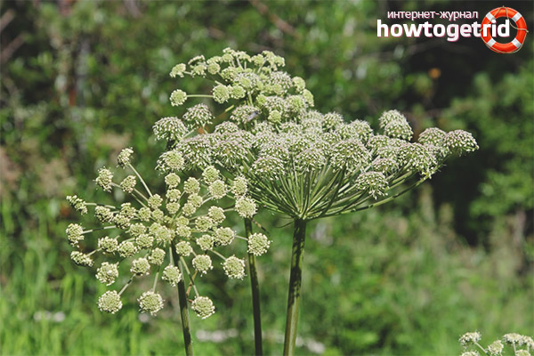 Противопоказания ангелика