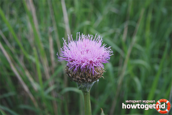 Противопоказания Леузеа