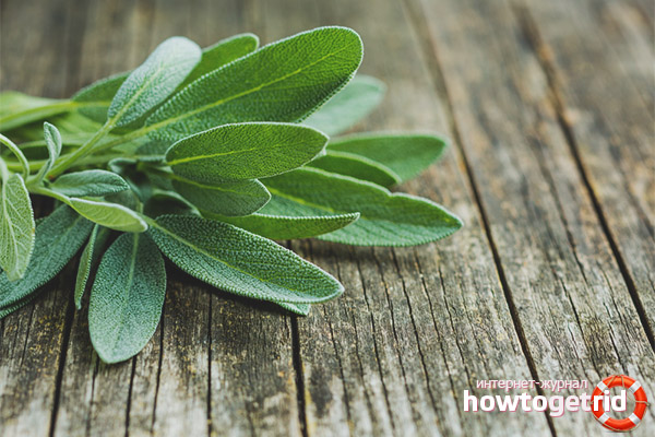 Контраиндикации мъдрец