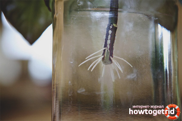 Размножаване на псевдорантхем