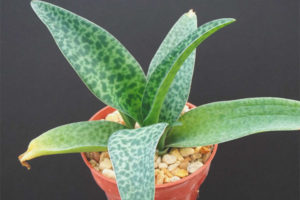  Грижа за петнист драмиопис