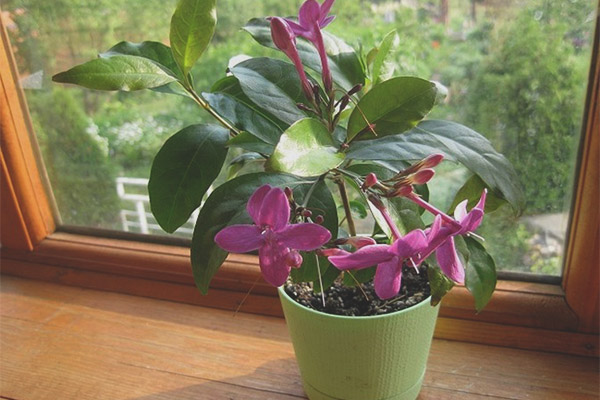 Грижа за псевдорантия