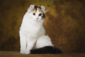  Американски къдрици