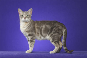  Австралийска мъгла