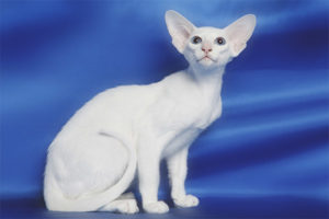  Чуждестранно бяло