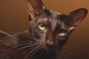  Хавана кафяво