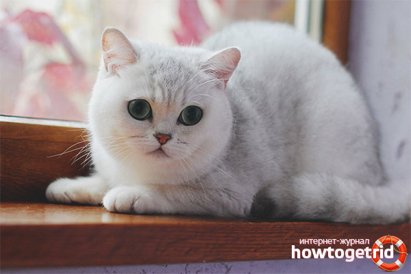 Чинчила котка характер