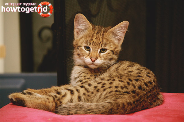 Как да изберем и купим коте ашир