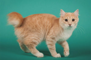  Карелианска бобtail