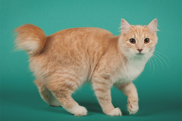 Карелианска бобtail