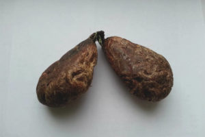  Лечебните свойства и приложението на бобър