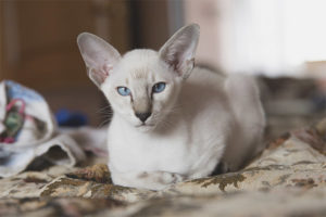  Ориенталска котка