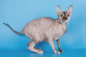  Петербург Сфинкс