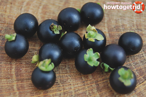 Противопоказания за черната нощница