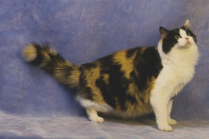  парцалан котка