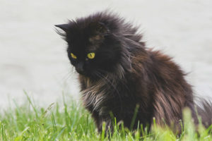  Чантили Тифани