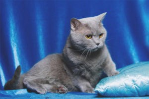  Шотландска права котка