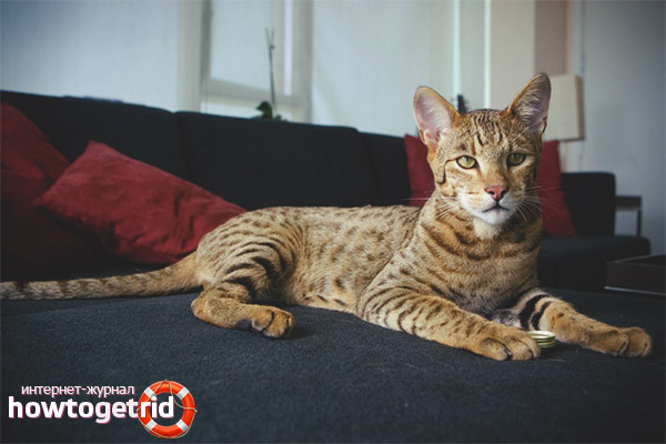 Грижа и поддръжка на Ushery