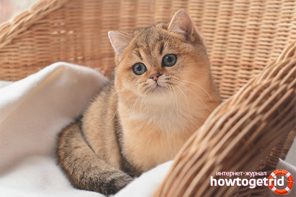 Грижа за чинчила котка