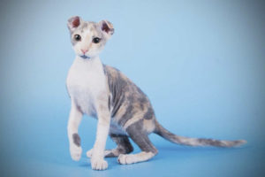  Украински Левкой