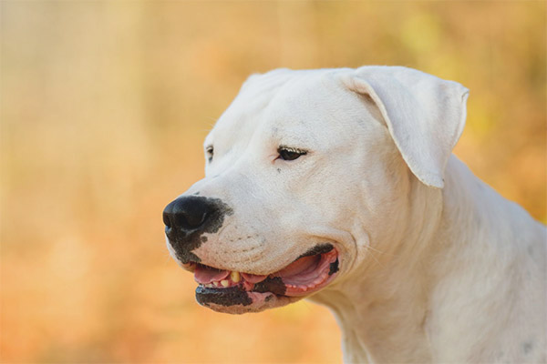 Дого Аржентино