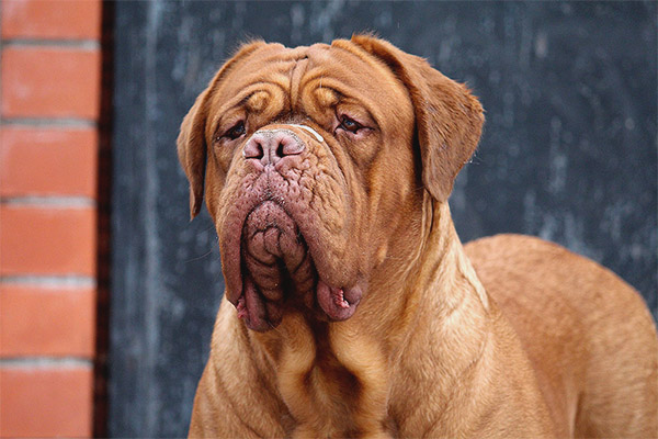 Dogue de Bordeaux
