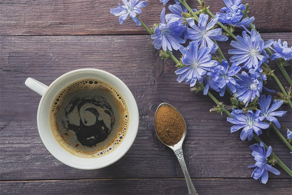 Цикория при диабет