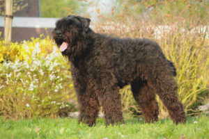  Фландрия Бувие