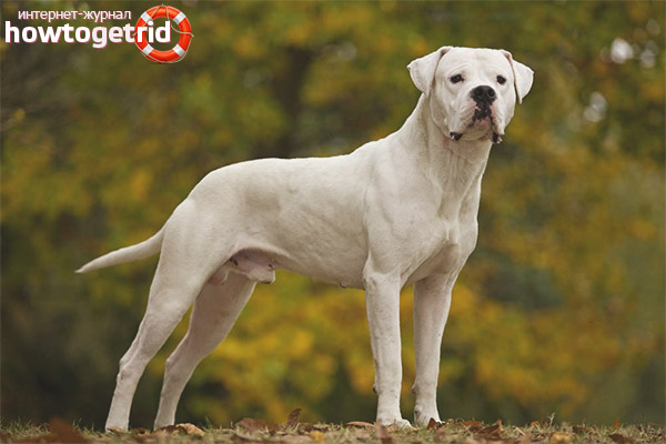Характеристика dogo argentino