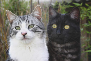  Как да различаваме котка от котка