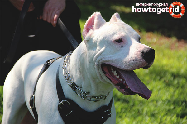 Как да образоват и обучават dogo argentino
