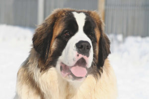  Московски пазач